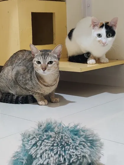 Siri and Kittu, the two sisters, are always together. Here they are, alert and watching a toy.