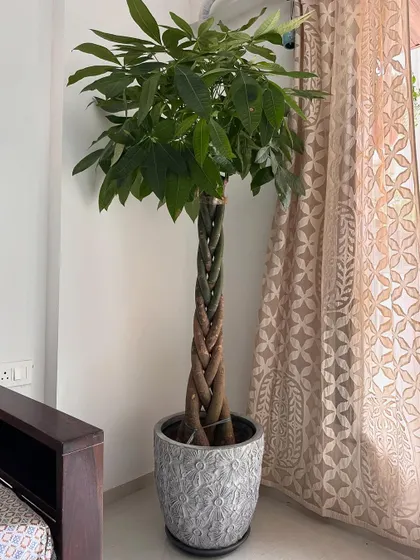 The Pachira Aquatica, or Money Tree, is known for its fun braided trunk. This large specimen is a great plant for good feng shui and adds a sculptural element to any room.