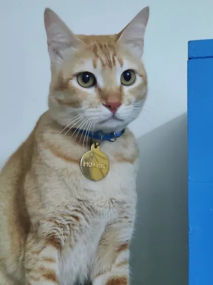Peachu, a handsome ginger cat, wearing his name tag with pride. He is a very gentle and well-behaved boy.