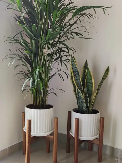This pairing of an Areca Palm and a Snake Plant in matching white ribbed planters with wooden stands is a perfect example of modern bohemian decor. It's a stylish way to add height and texture to a room.