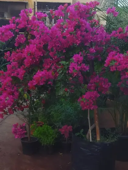 A Bougainvillea bush in full, glorious bloom at our nursery. We grow healthy, vibrant plants that are ready to bring a burst of color to your garden.