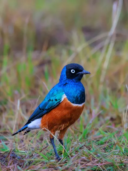 The Superb Starling lives up to its name with its vibrant, multi-colored plumage. This one, with its glossy blue chest and rich orange belly, was a stunning sight in the Masai Mara.