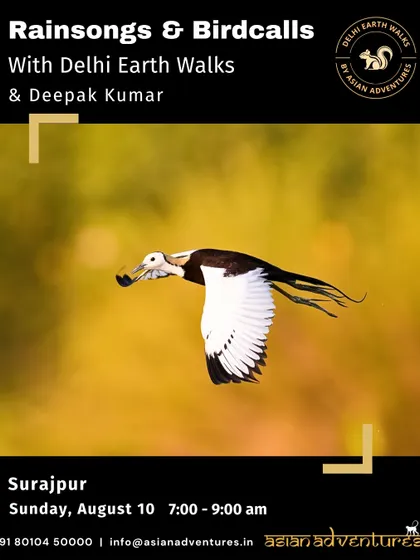The Pheasant-tailed Jacana in flight, a spectacular sight at the Surajpur wetlands. Our "Rainsongs & Birdcalls" walk is timed for the monsoon season when these birds are in their stunning breeding plumage.