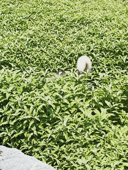 Where's the Husky? Sometimes the best part of playing outdoors is getting to explore and hide in the tall green plants by the lake.