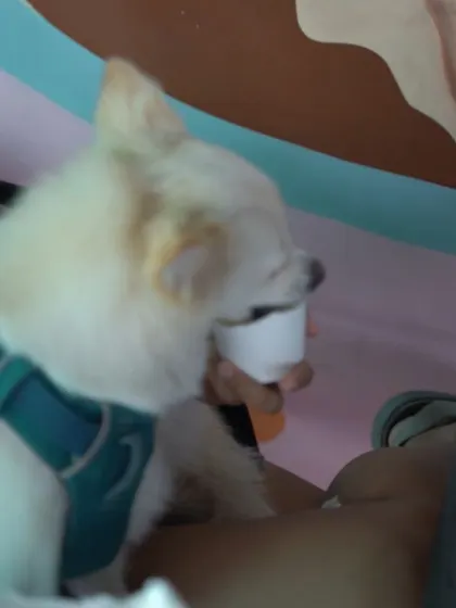 This little one can't get enough of the Pup Cup! We're so grateful to Maverick & Farmer for creating such a fun and inclusive event for pets and their parents.