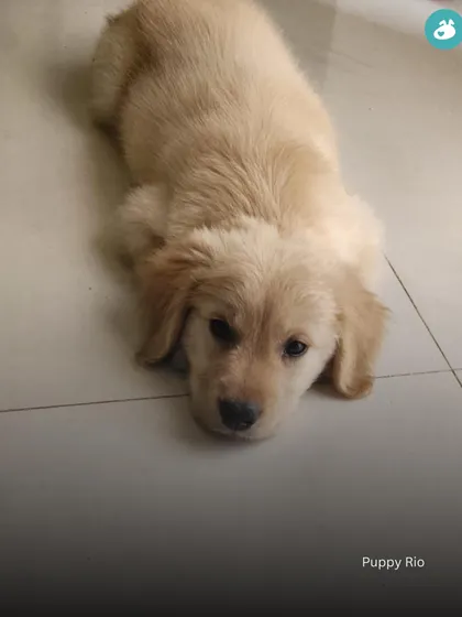 A throwback to when puppy Rio was just a tiny, sleepy pup. We love seeing our Pack members' dogs grow up.