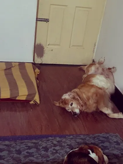 A senior Golden Retriever, Brunei, sleeping soundly after a day of fun. Even on a cold night, she's a 'hawt dawg'.