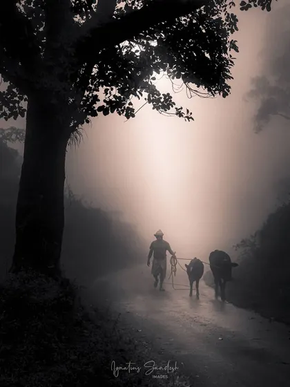 A farmer leads his cattle down a misty road, creating a moody and atmospheric rural scene. The monochrome tones and soft light give this photo a timeless, cinematic quality.