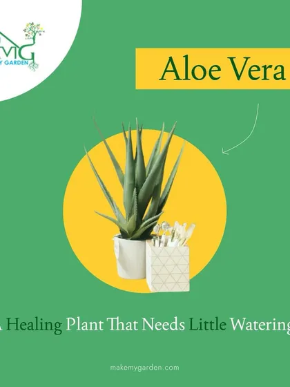 Aloe Vera is a must-have in any home. Not only is it a beautiful succulent that requires very little water, but its gel also has amazing healing properties for skin.