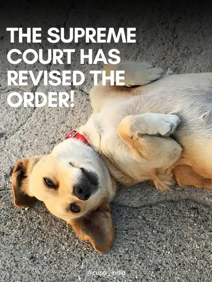 A major victory. The Supreme Court revised its order, a moment of relief for animal advocates and a positive step towards humane management of community dogs.