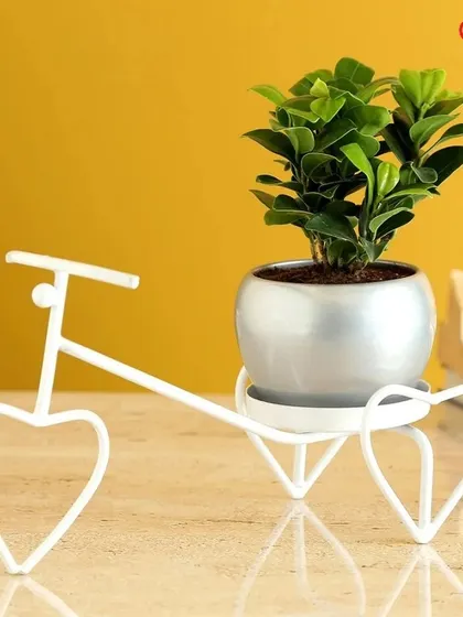Deliver your love with this whimsical bicycle planter stand. The white, heart-wheeled frame holds a sleek silver pot, creating a romantic and stylish display for a small ficus or other indoor plant.