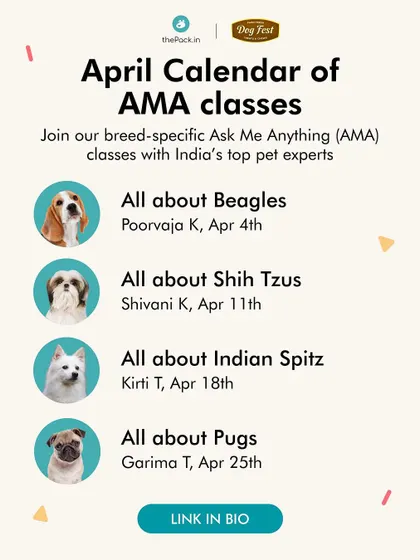 The April calendar for our free AMA classes. We hosted sessions on Beagles, Shih Tzus, Indian Spitz, and Pugs, led by our certified experts.