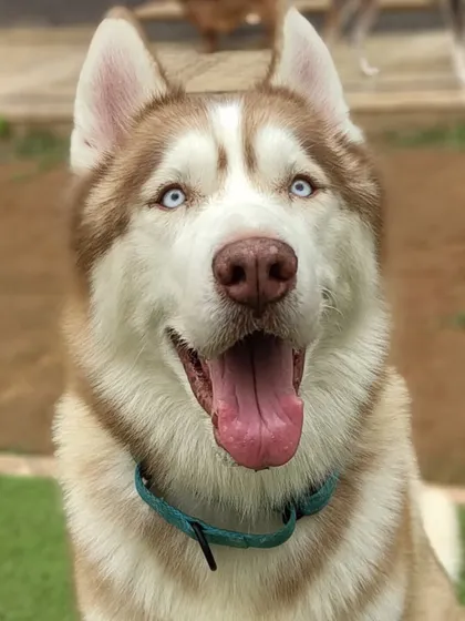 Just look at those eyes. This is a happy, healthy, and well-socialized Husky. We welcome all breeds, from the tiny chotus to the huge floofs like this one.