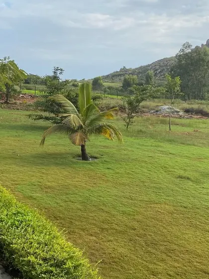 A wide expanse of our green lawn, leading towards the rocky hills in the distance. This open space invites you to walk, breathe, and feel a sense of freedom.