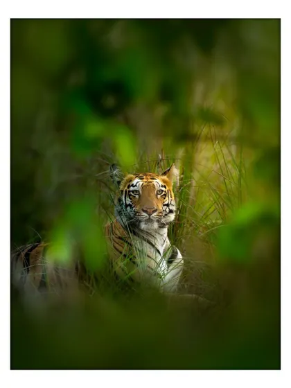 The tigress Beera of Tadoba, seen through a natural frame of leaves. Using foreground elements like this adds depth and a sense of discovery to the photograph, making the viewer feel like they are right there with you.