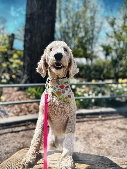Maude, a recent graduate, looking happy and confident. We gave her and her mom the tools to rebuild their bond and enjoy their time together again.
