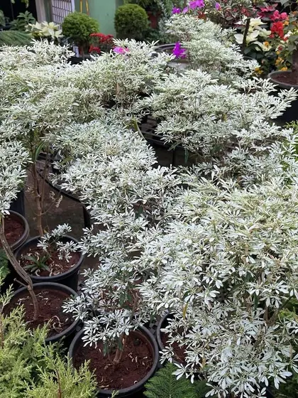 This is the Euphorbia leucocephala, also known as the Little Christmas Flower or Snowflake Poinsettia. Its delicate white foliage looks like a dusting of snow and pairs beautifully with red Poinsettias.