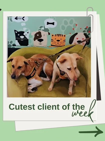 These two indie dogs, Dash and Dot, are our featured cutest clients! We believe every dog, regardless of breed, deserves to be pampered and loved.