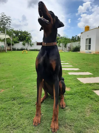 This majestic Doberman is enjoying the fresh air and sunshine in our play yard. We ensure every dog gets plenty of time to relax and just be themselves.