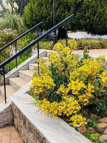 Bright yellow flowers spill over a stone retaining wall, adding a cheerful splash of color.