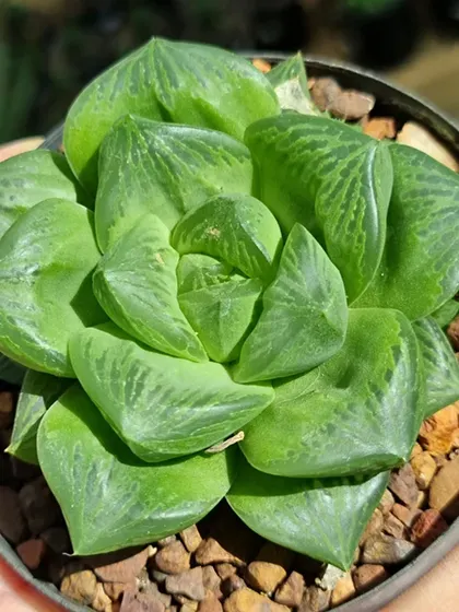 The Haworthia Cuspidata, or Star Window Plant, is a beautiful, easy-to-care-for succulent. Its fleshy, translucent leaves form a lovely rosette shape.