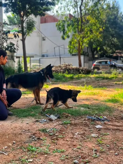 Observing from a distance is a key part of socialization. Duggu provides a calm presence, allowing Zoey to explore and process the new environment at her own pace without feeling overwhelmed.