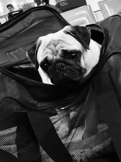 Bella the pug, waiting patiently at the airport for her flight to Canada. For in-cabin travel, I ensure the pet carrier meets all airline specifications while providing a secure space for the pet.