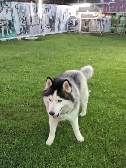 This beautiful Siberian Husky is standing confidently in our spacious, tick-free pet lawn. A relaxed and happy posture like this is a sign that a pet feels secure and comfortable in their environment.
