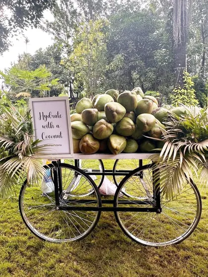 A charming cart filled with fresh coconuts, offering a refreshing and traditional welcome drink for guests.