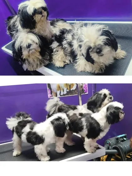 This trio of black and white Shih Tzus shows a dramatic transformation from shaggy to sleek.