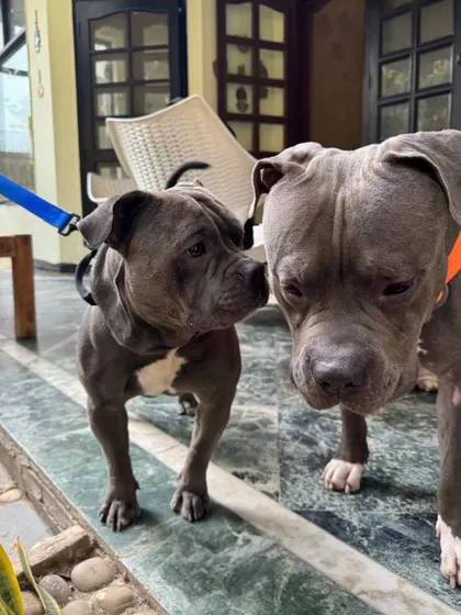 Meet Brutus, a cherished member of our PetSpot family for over four years. Here he is with his best friend, showing the strong bonds and friendships that form at our boarding facility. We love being his home away from home.