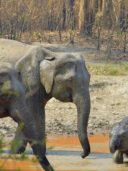 A wider shot showing multiple elephants and a calf at the waterhole, with the dense forest in the background.