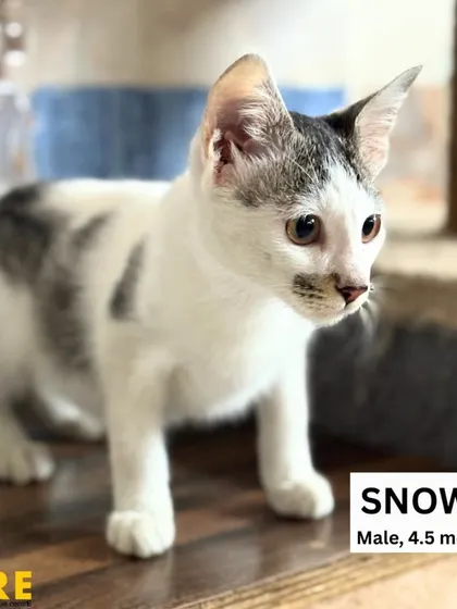 This is Snow, a handsome 4.5-month-old male with a striking black and white coat. He is confident, playful, and loves to be the center of attention. He's waiting for a family to entertain.