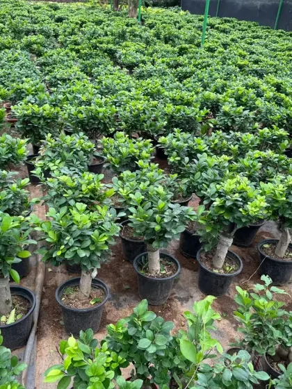 A vast section of my nursery dedicated to Ficus bonsai and topiaries of all sizes, ready for selection.