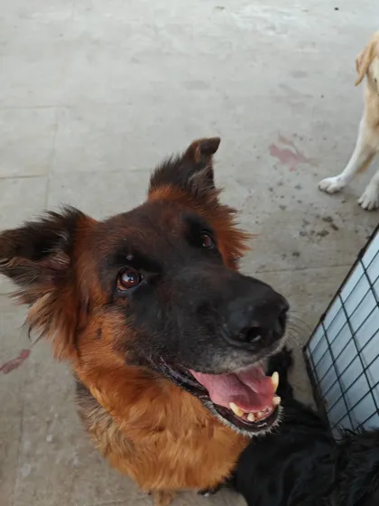 This handsome German Shepherd is a regular guest and a gentle giant. His happy expression is a testament to the trusting and positive environment I cultivate for all dogs.