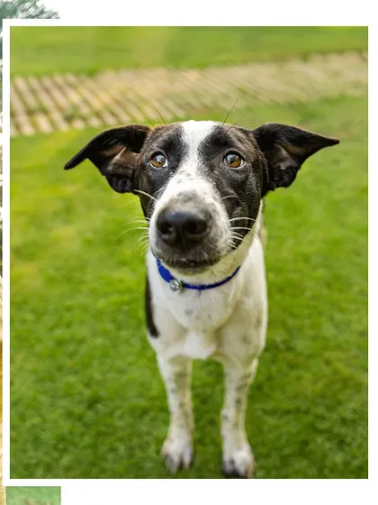 Twice the love, twice the slobber! This family adopted a second rescue dog, Nori, to be a sibling for Phoebe. It was fate that these two found their way into the same loving home.