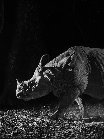 A side profile of the Greater one-horned Rhino on the move, showcasing its powerful, prehistoric form.