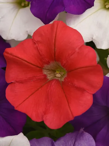A cheerful red petunia surrounded by white and purple blooms, demonstrating how beautifully different varieties can be mixed for a vibrant display.