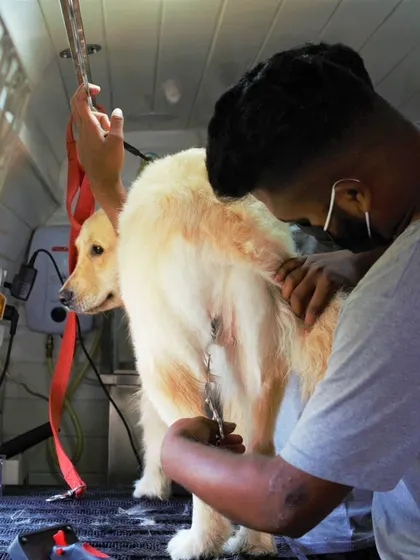 A sanitary trim is an important part of hygiene grooming. We carefully trim the hair around the private areas to keep your pet clean and comfortable.