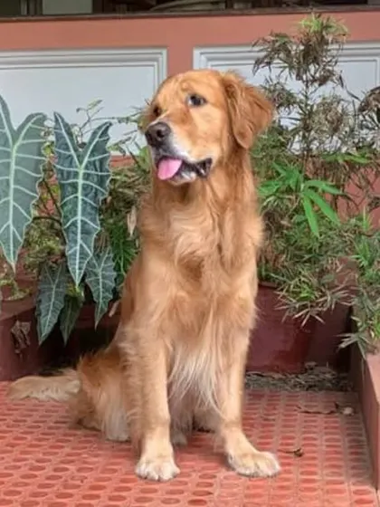 A majestic shot of UFO, fully grown. It's a joy to see our puppies blossom.