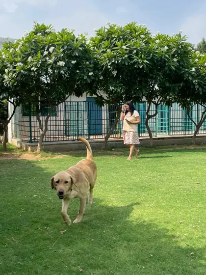 A view from the outside in. You can see a guest walking on the lawn with our clean and secure kennels in the background, showing how we integrate rest and play.