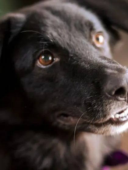 A close up portrait of Oreo, a beautiful black rescue dog. The studio lighting captures the soulful expression in his eyes.