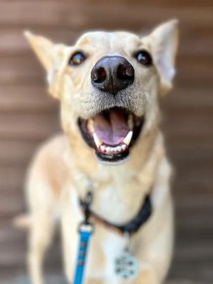 Mr. Fritz came to us with a lot of insecurities. We used obedience and constant, positive exposure to new situations to build his confidence, and now he's a completely different dog.