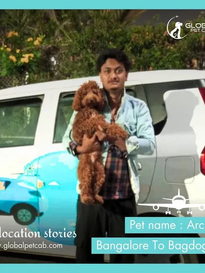 Archie the Poodle, held by our handler in front of our pet cab. He is about to head to the airport for his flight from Bangalore to Bagdogra.