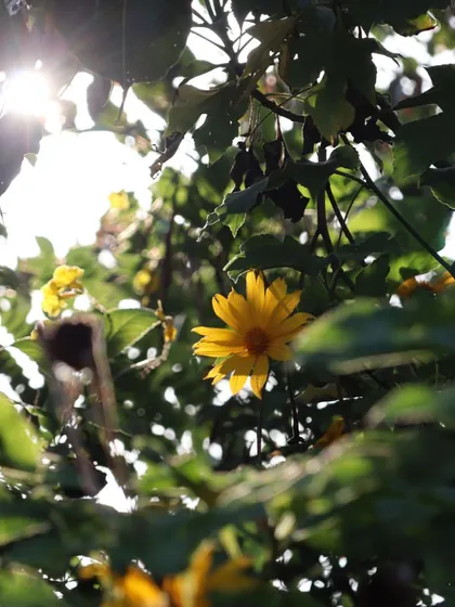 Captions for these will follow the same descriptive and serene tone, focusing on the specific flower, tree, or natural scene depicted and its connection to the ashram experience (e.g., "The Pink Trumpet tree in full bloom, a sign of spring at the ashram," "A lotus flower opens in the morning, just in time for meditation," "The sun's light filtering through the leaves, a reminder of the light within.").