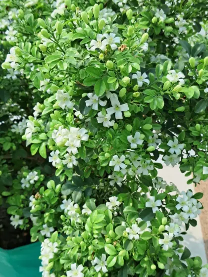 A Madhukamini plant thriving in a grow bag.