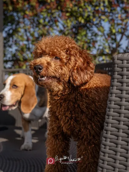 Cookie the Poodle and Dollar the Beagle posing together. Capturing two dogs with very different personalities is a fun challenge.