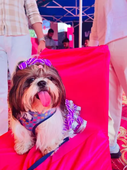 A close-up of a very happy Shih Tzu in a purple dress, sitting on a bright pink chair with its tongue out. This pup is clearly having the time of its life.
