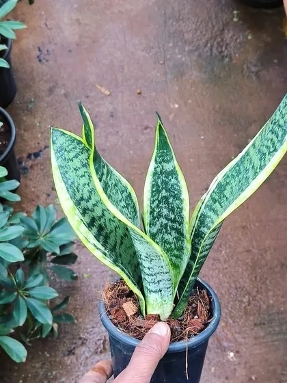 The classic Sansevieria Trifasciata, one of the most recognizable and dependable houseplants available. We always have these in stock.