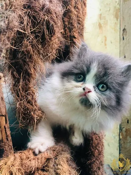 This adorable grey and white kitten peeks out from a climbing structure made of coconut coir. It doubles as a fun hiding spot and a cozy place for a catnap.